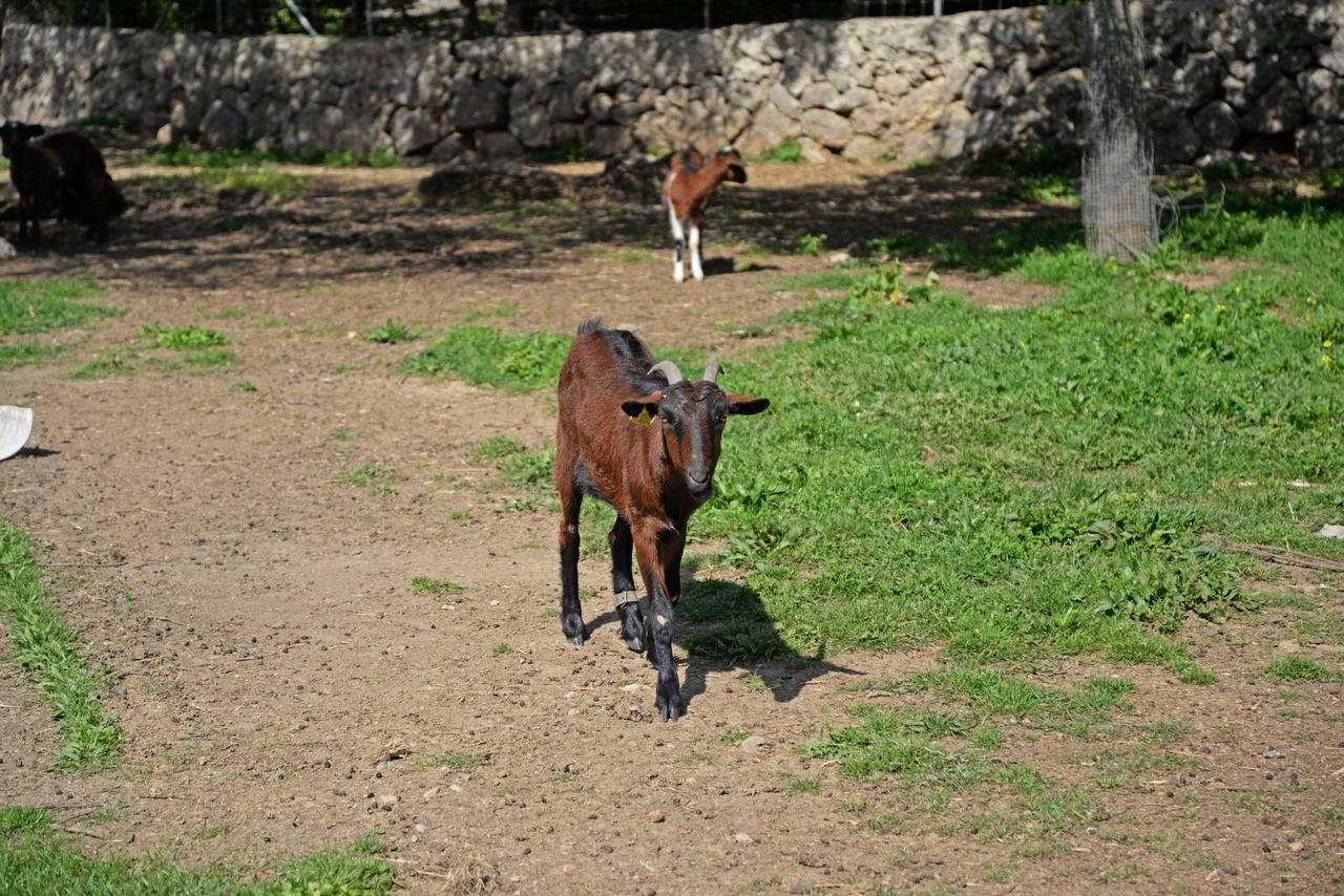 Finca - Agroturisme Sa Parellada Hotel Binibona Eksteriør billede